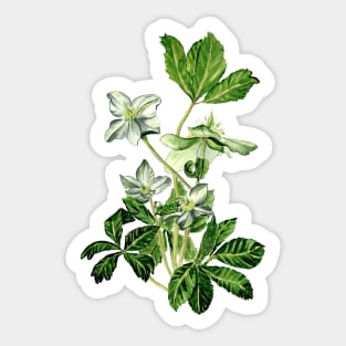 Helleborus niger Sticker